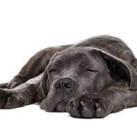 Pet grey dog sleeping Pet grey dog sleeping