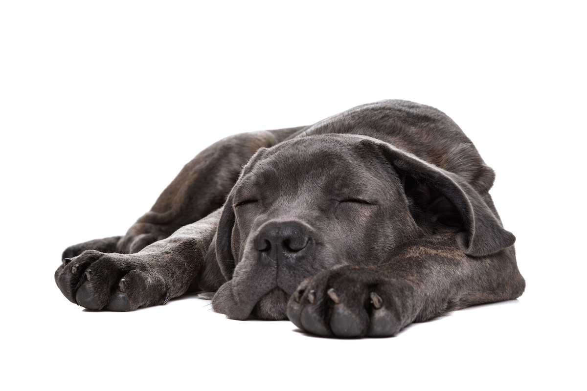 Pet grey dog sleeping