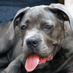 Grey pet dog Grey pet dog